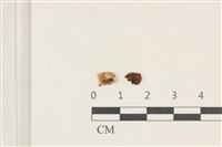 藏品(發光小菇)的圖片