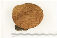 藏品(頭狀禿馬勃)的圖片