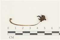 藏品(鬼傘屬)的圖片