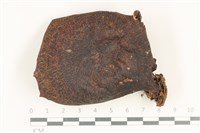 藏品(乳菇屬)的圖片