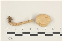 藏品(乳菇屬)的圖片