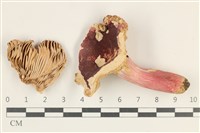 藏品(紅菇屬)的圖片