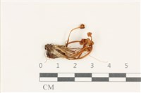 藏品(小菇屬)的圖片