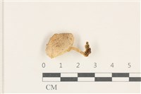 藏品(利氏小菇)的圖片