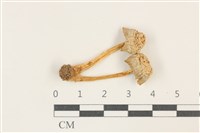 藏品(利氏小菇)的圖片