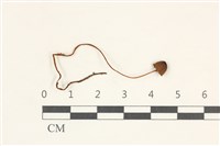 藏品(小菇屬)的圖片