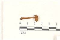 藏品(小菇屬)的圖片