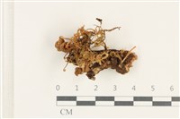 藏品(小菇屬)的圖片