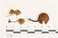 藏品(小菇屬)的圖片