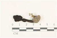 藏品(濕傘屬)的圖片