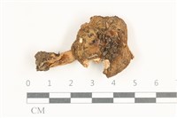 藏品(紅菇屬)的圖片