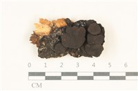 藏品(炭角菌屬)的圖片