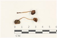 藏品(小菇屬)的圖片