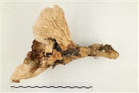 藏品(優雅波邊革菌)的圖片