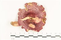 藏品(紅菇屬)的圖片