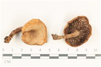 藏品(乳菇屬)的圖片