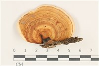 藏品(小孔菌屬)的圖片