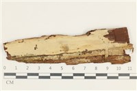 藏品(筍殼菌屬)的圖片