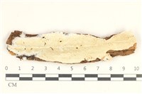 藏品(骨皮菌屬)的圖片