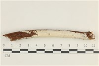 藏品(絲齒菌屬)的圖片