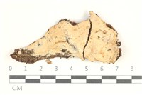 藏品(擬筍殼菌屬)的圖片