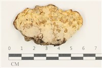 藏品(糖圓齒菌)的圖片