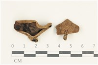 藏品(毛木耳)的圖片