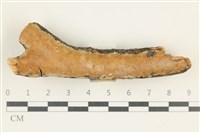 藏品(顯絲菌屬)的圖片