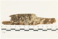 藏品(阿太菌屬)的圖片