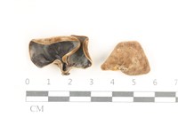 藏品(毛木耳)的圖片