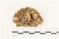 藏品(地星屬)的圖片