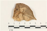 藏品(小皮傘屬)的圖片