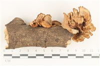 藏品(蜂窩菌屬)的圖片