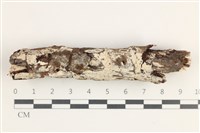 藏品(齒耳菌屬)的圖片