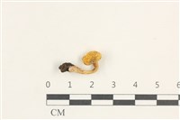 藏品(濕傘屬)的圖片