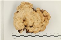 藏品(蜂窩菌屬)的圖片