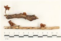 藏品(雞油菌屬)的圖片