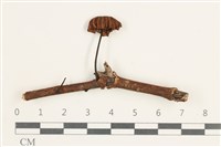 藏品(小皮傘屬)的圖片