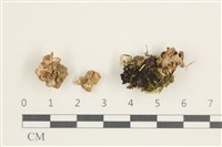 藏品(喇叭菌屬)的圖片