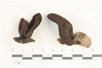 藏品(炭角菌屬)的圖片