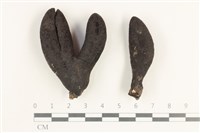 藏品(炭角菌屬)的圖片