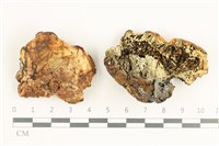 藏品(糖圓齒菌)的圖片