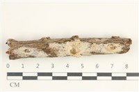 藏品(粗糙孢菌屬)的圖片