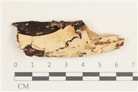 藏品(齒脈菌屬)的圖片