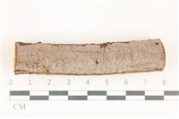 藏品(刺革菌屬)的圖片