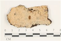 藏品(擬射脈菌屬)的圖片