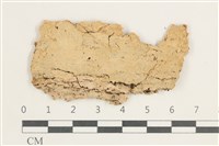 藏品(木齒菌屬)的圖片