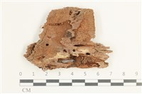 藏品(射脈菌屬)的圖片