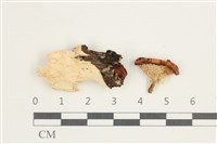 藏品(多孔菌屬)的圖片