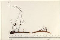 藏品(小皮傘屬)的圖片